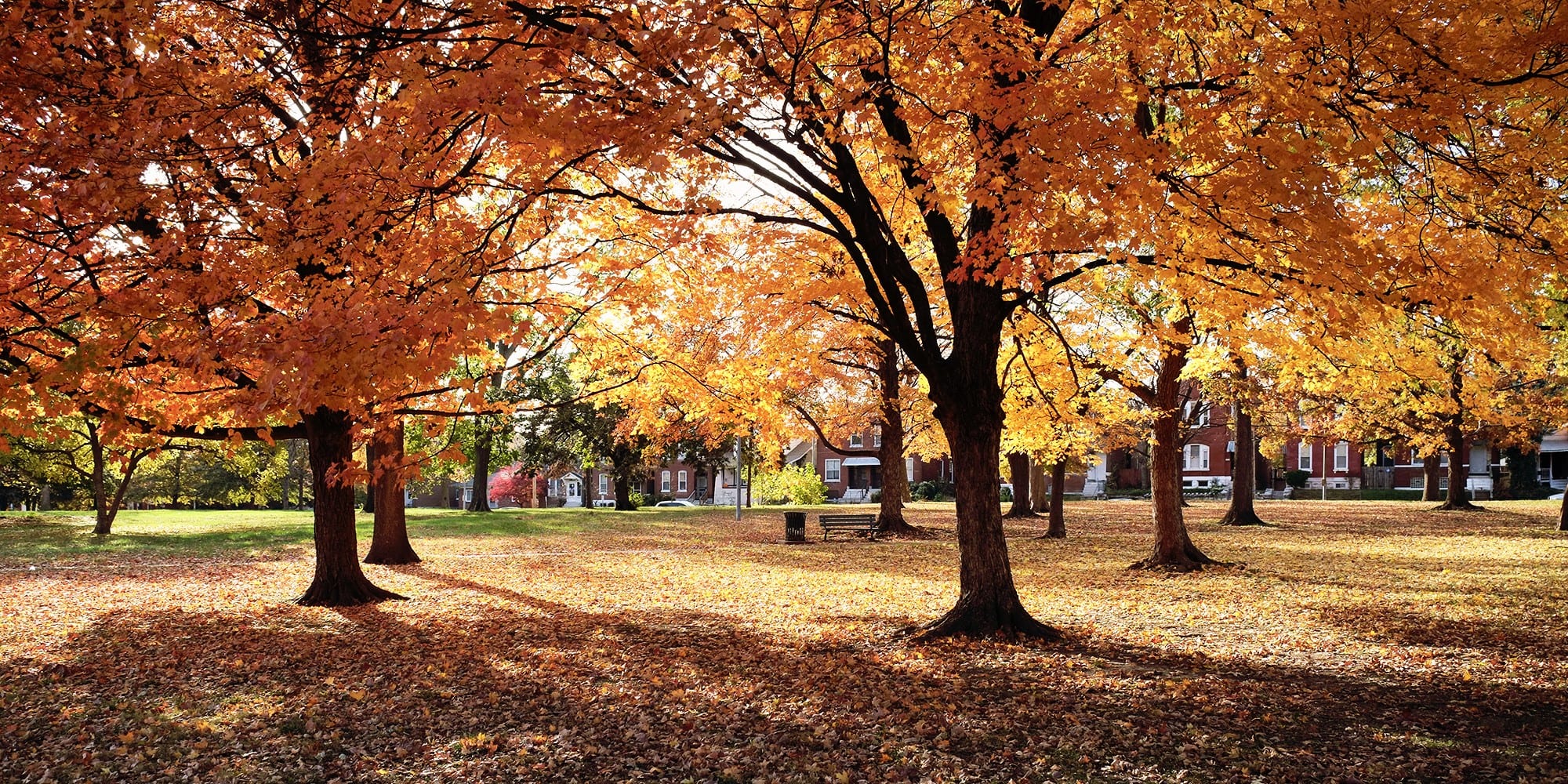 Fall colors in Gravois Park. Photo by Paul Sableman.