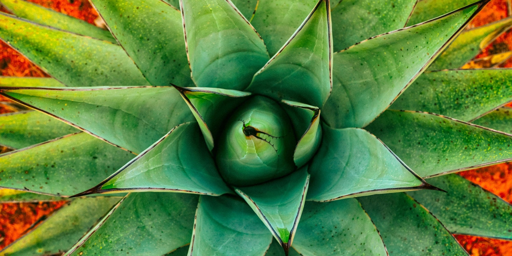 Agave plant. Photo by CEB Imagery.