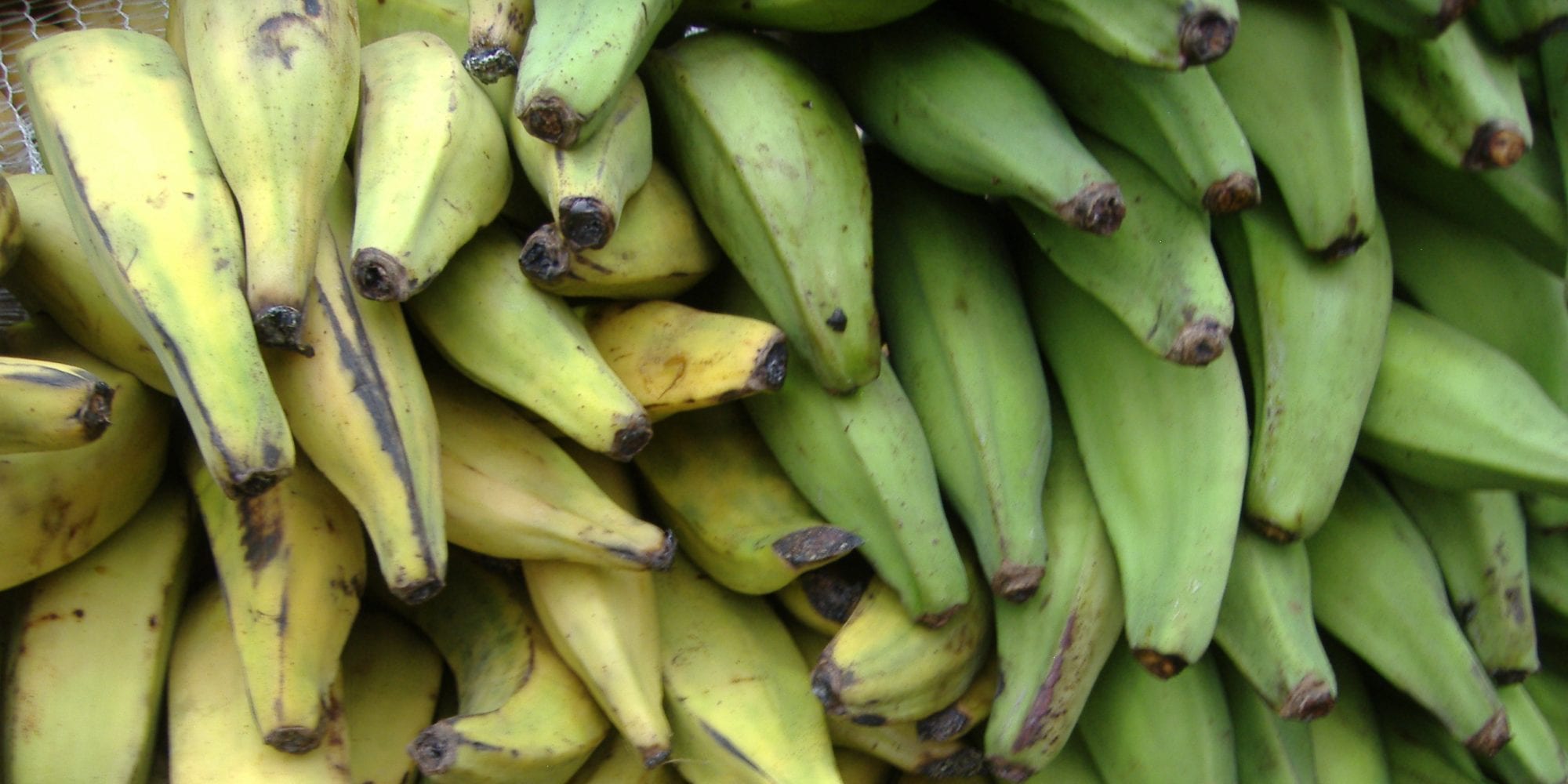 Plantains. Photo by Luigi Guarino.