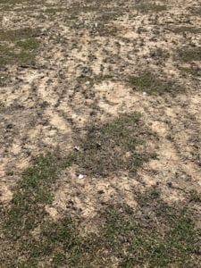 Marquette Park soccer field conditions.