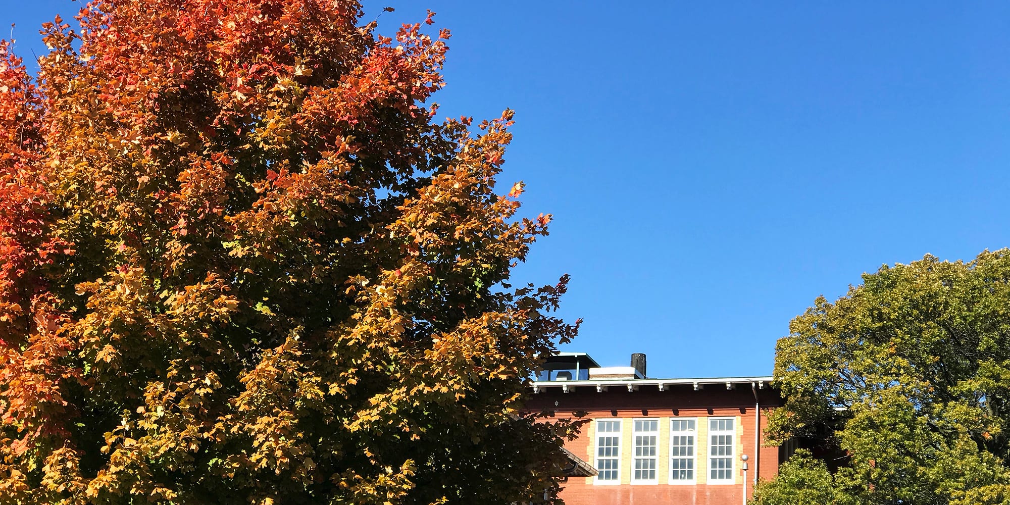 Fall foliage in front of Froebel School in Gravois Park.