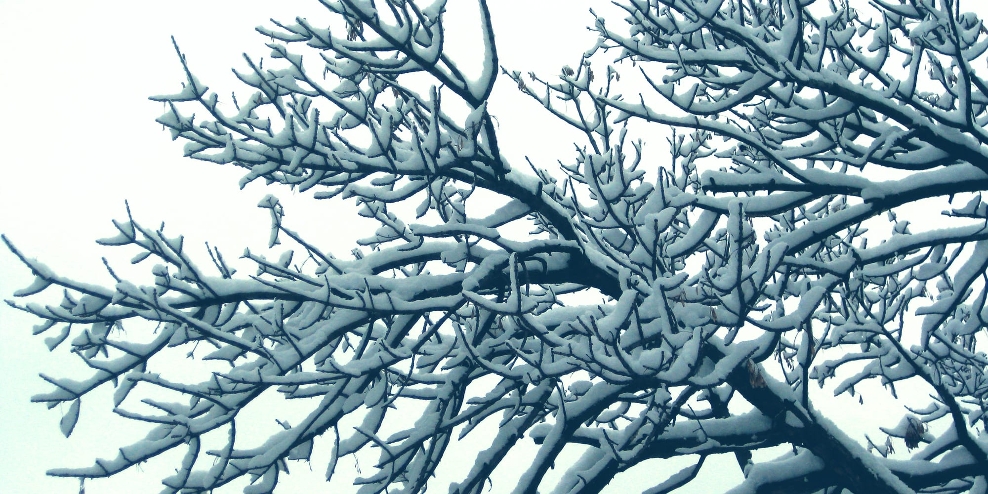درخت پوشیده از برف عکس توسط تام لامپ.