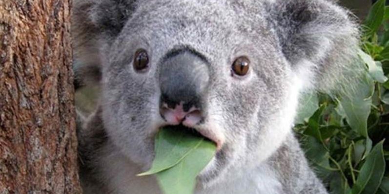 Koala.