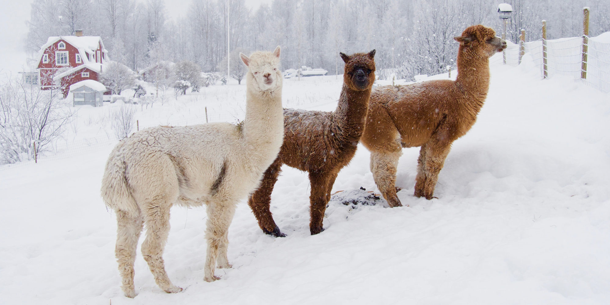 Three alpacas in the snow.