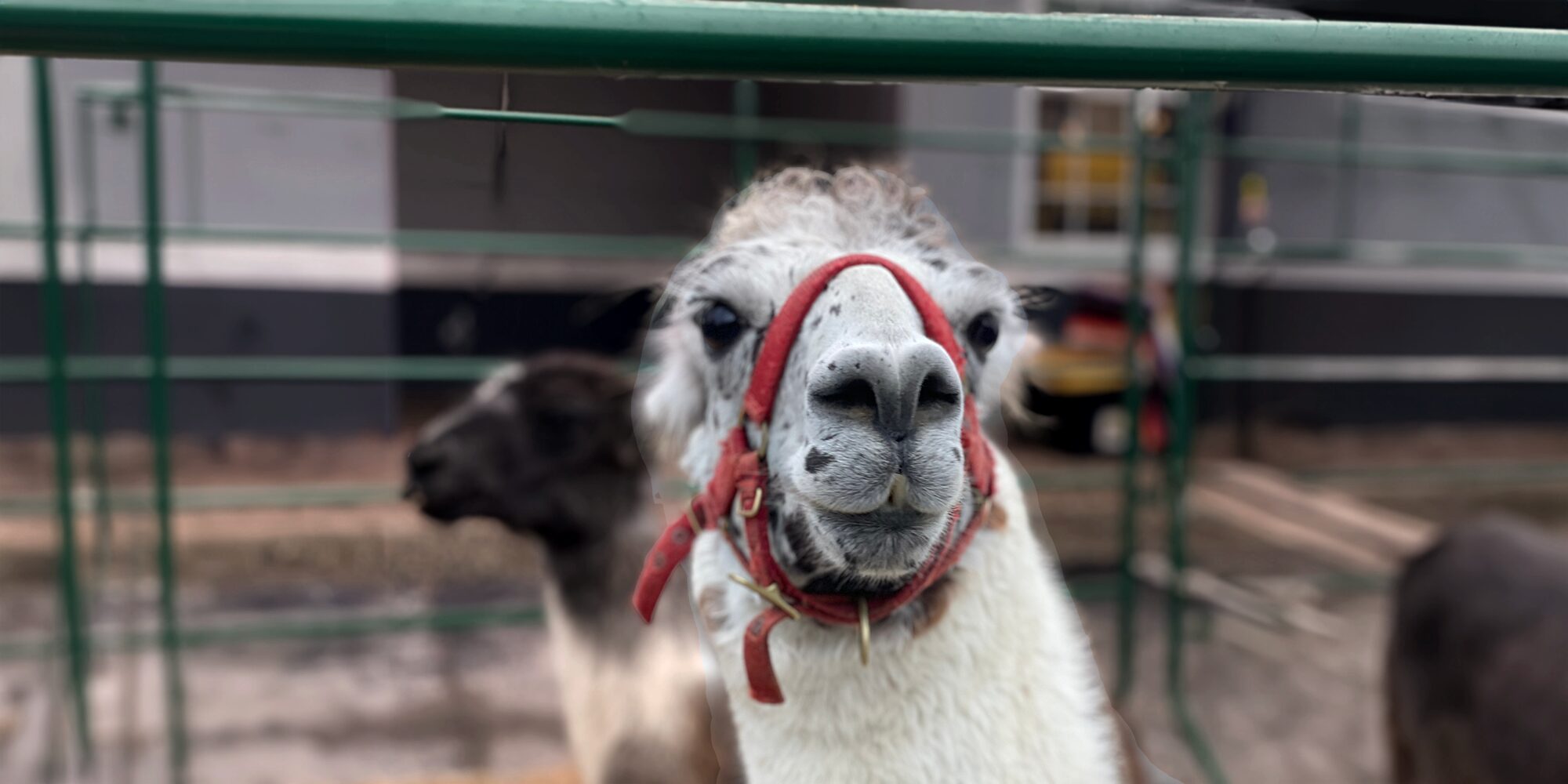 A friendly llama in front of the Neighborhood Innovation Center in Downtown Dutchtown, St. Louis, MO, at the Merry Menagerie in 2022.